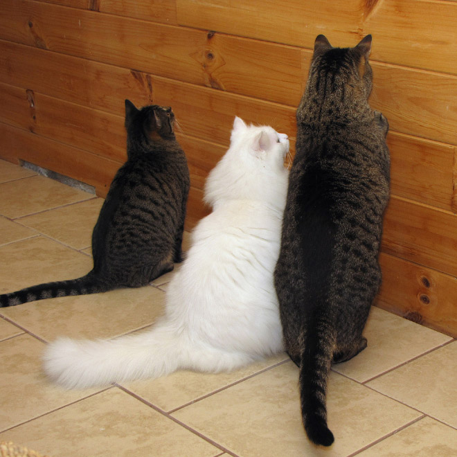 Cats Who Can’t Figure Out Walls