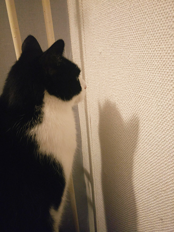 Cats Who Can’t Figure Out Walls