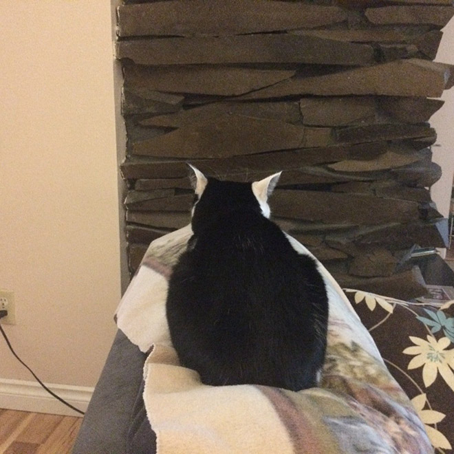 Cats Who Can’t Figure Out Walls