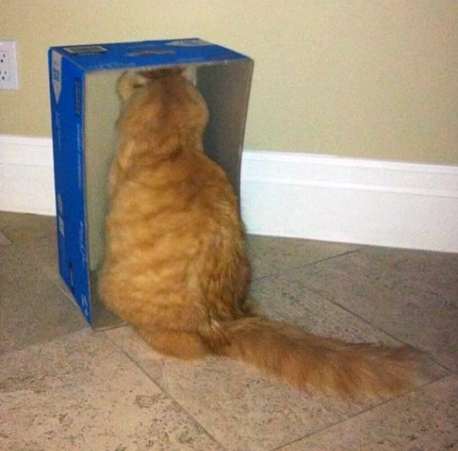 Cats Who Can’t Figure Out Walls