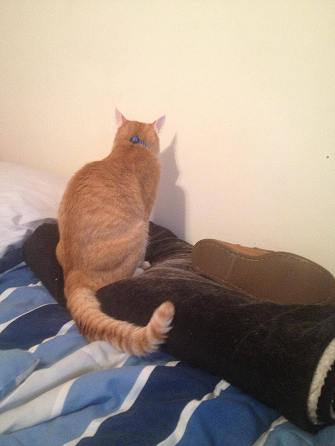 Cats Who Can’t Figure Out Walls