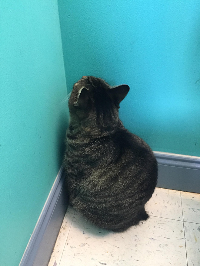 Cats Who Can’t Figure Out Walls
