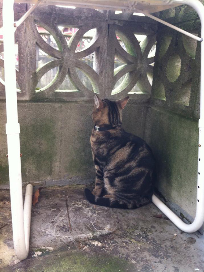Cats Who Can’t Figure Out Walls