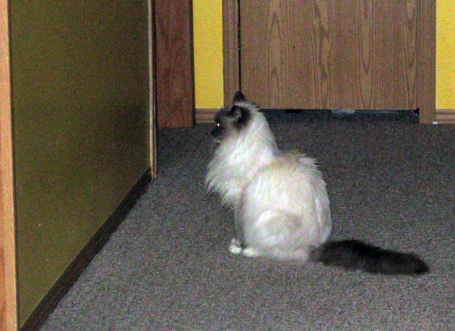 Cats Who Can’t Figure Out Walls