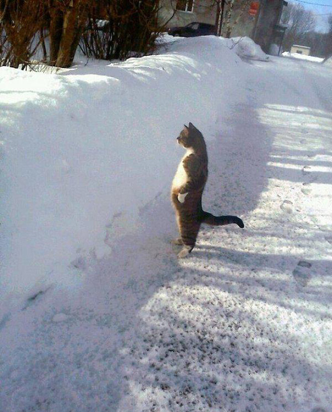 Cats Who Can’t Figure Out Walls