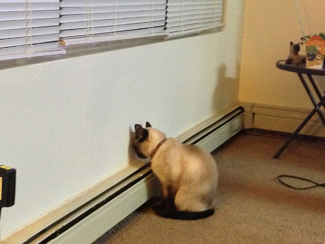 Cats Who Can’t Figure Out Walls