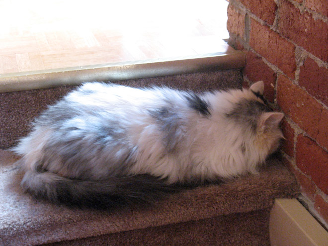Cats Who Can’t Figure Out Walls