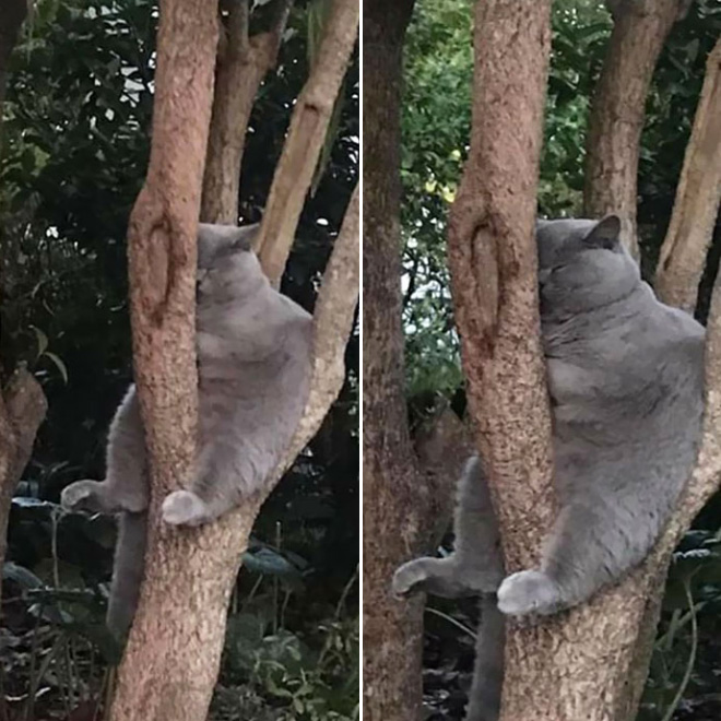 Cats Who Were Raised by Birds