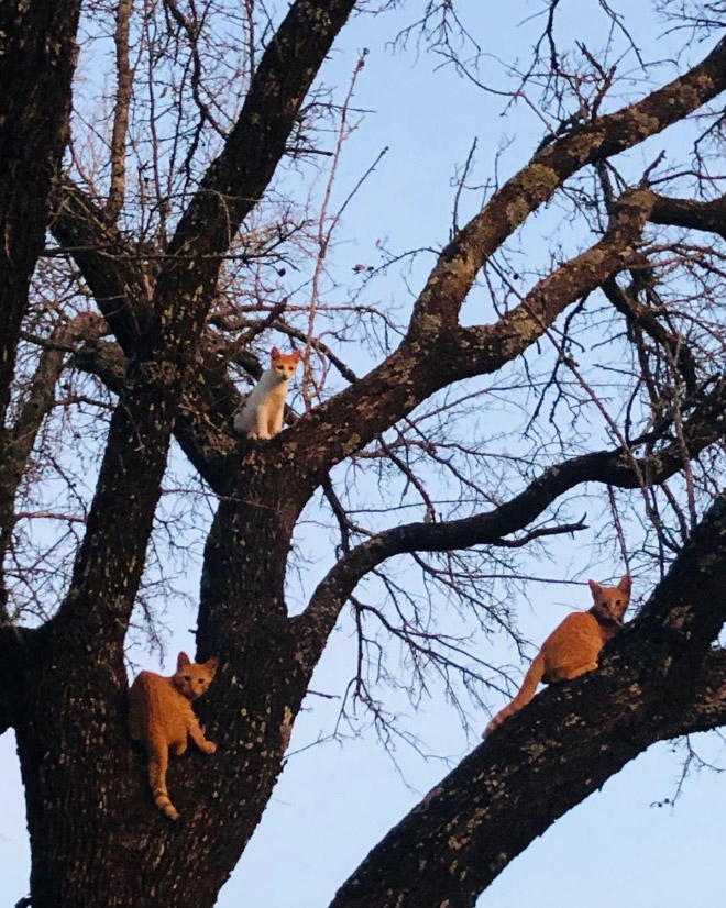Cats Who Were Raised by Birds