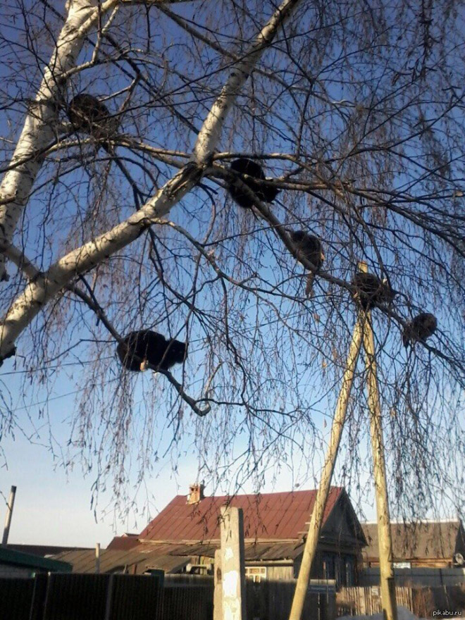 Cats Who Were Raised by Birds