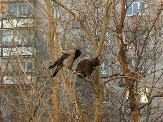 Cats Who Were Raised by Birds