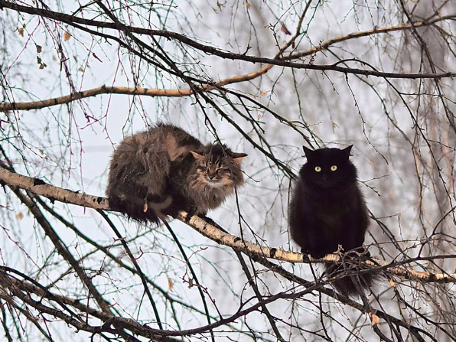 Cats Who Were Raised by Birds