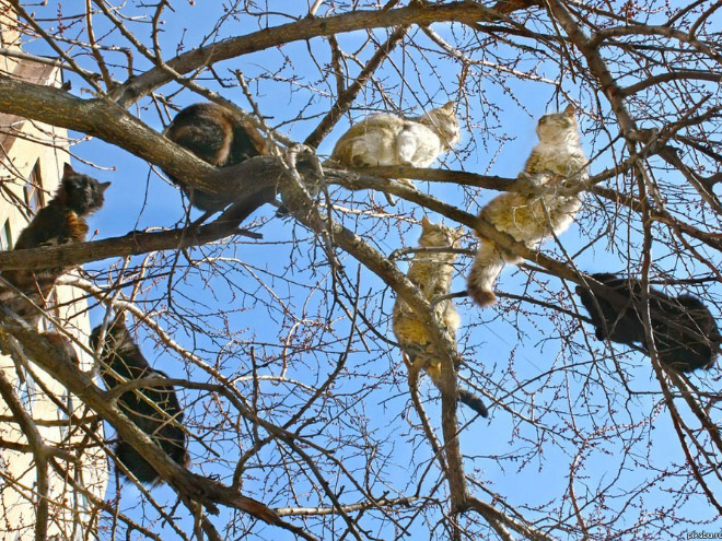 Cats Who Were Raised by Birds