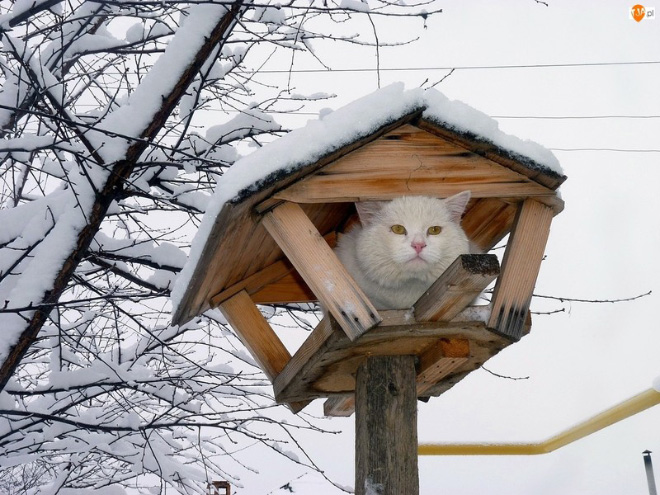 Cats Who Were Raised by Birds