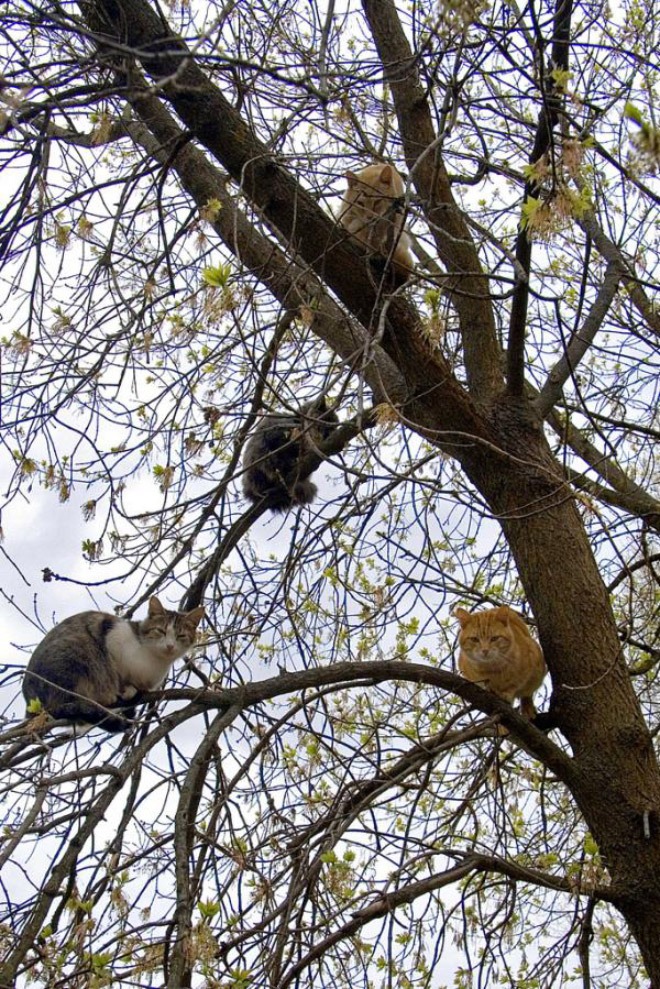 Cats Who Were Raised by Birds