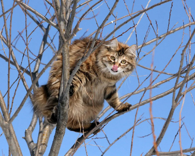 Cats Who Were Raised by Birds