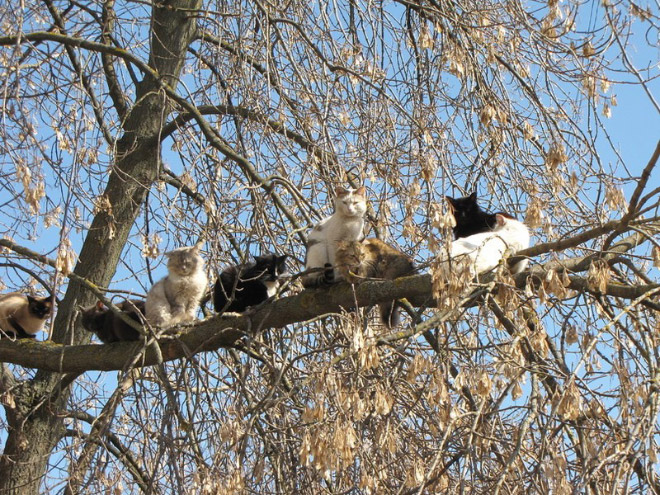 Cats Who Were Raised by Birds