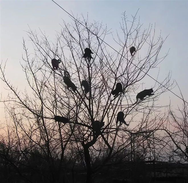 Cats Who Were Raised by Birds