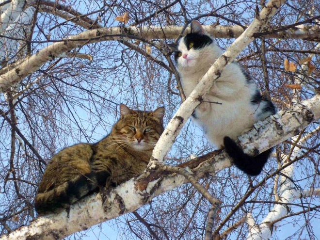 Cats Who Were Raised by Birds