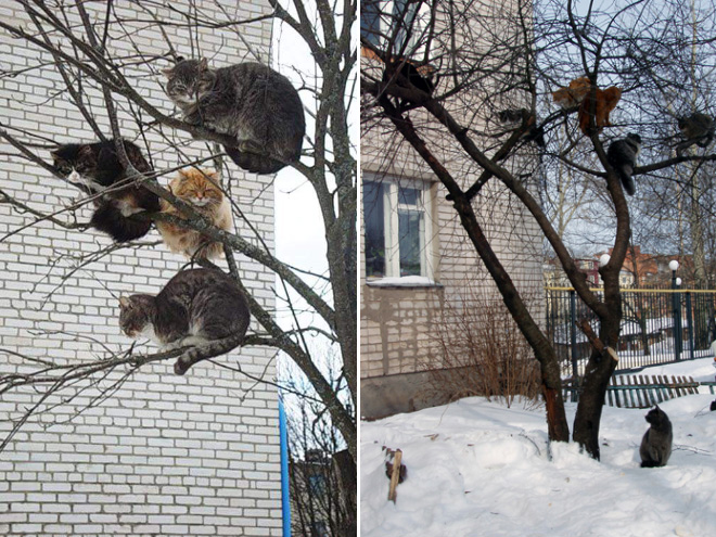 Cats Who Were Raised by Birds