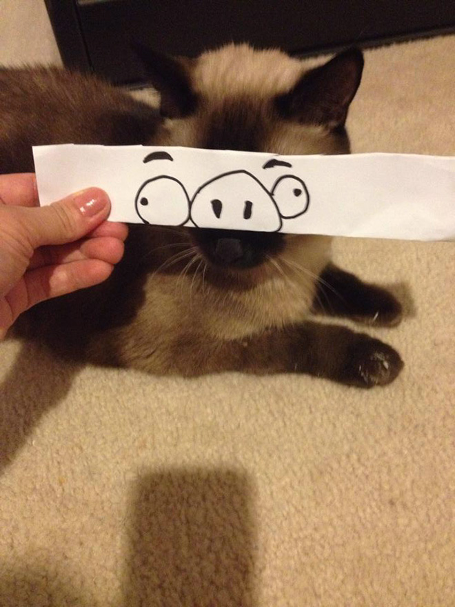 Cats With Cartoon Eyes