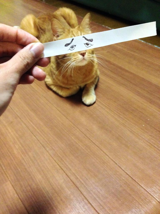 Cats With Cartoon Eyes