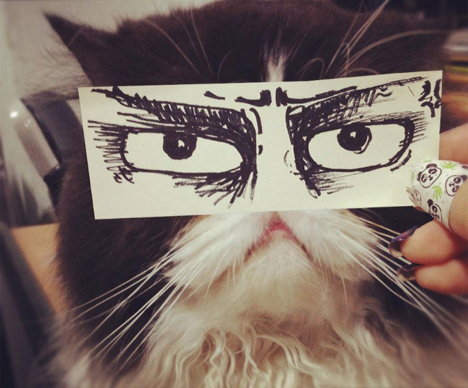 Cats With Cartoon Eyes