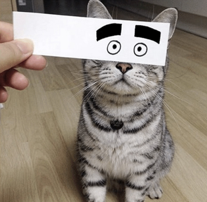 Cats With Cartoon Eyes