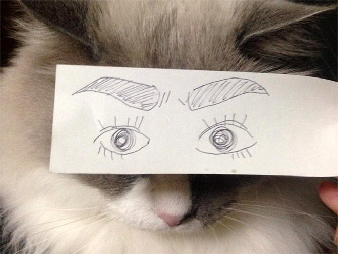 Cats With Cartoon Eyes