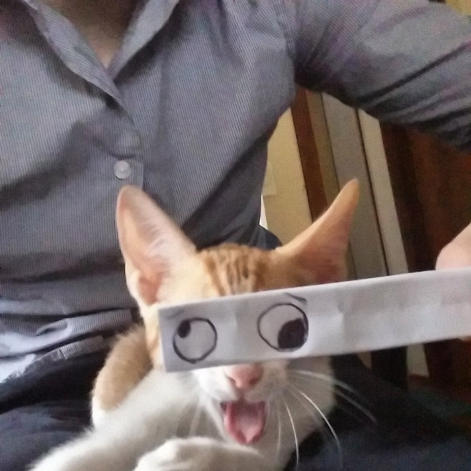 Cats With Cartoon Eyes