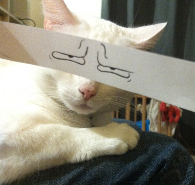 Cats With Cartoon Eyes