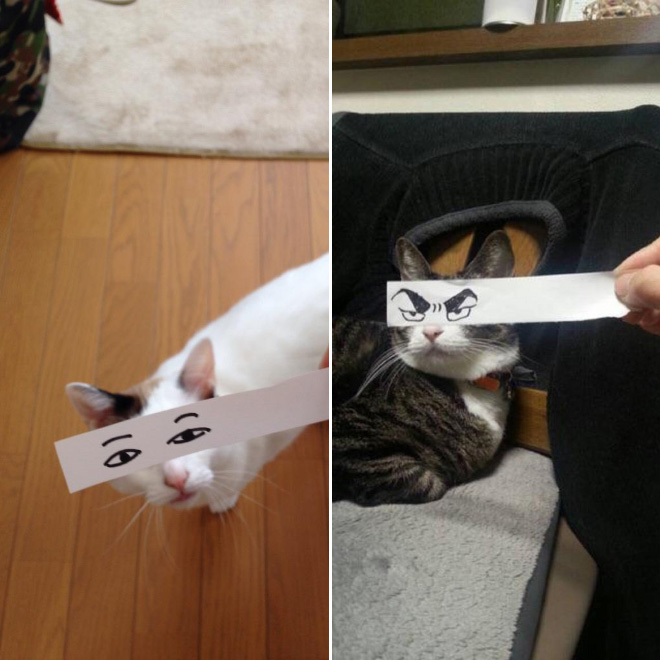 Cats With Cartoon Eyes