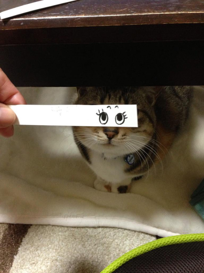 Cats With Cartoon Eyes