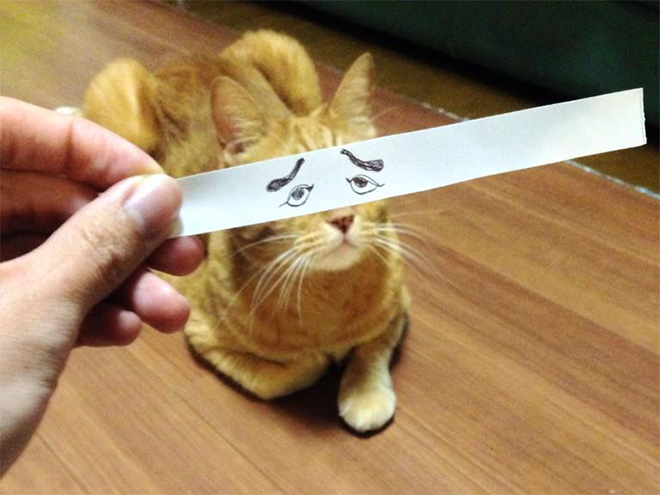 Cats With Cartoon Eyes And Mouths