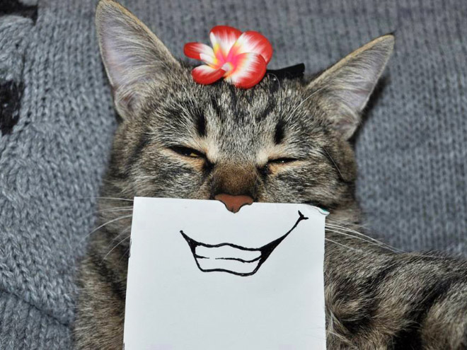 Cats With Cartoon Eyes And Mouths