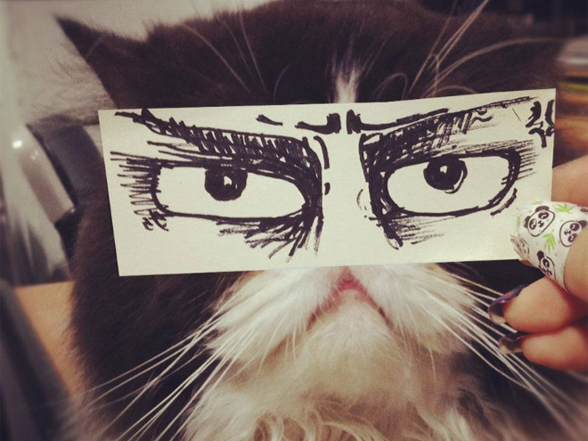 Cats With Cartoon Eyes And Mouths