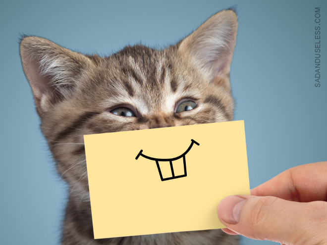 Cats With Cartoon Eyes And Mouths