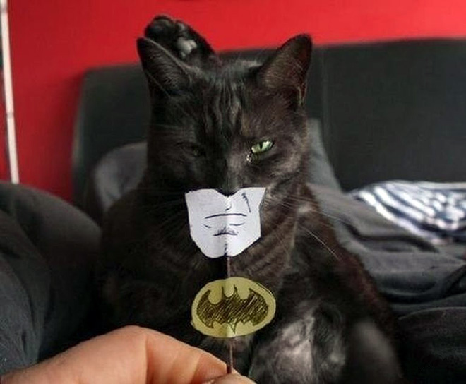 Cats With Cartoon Eyes And Mouths