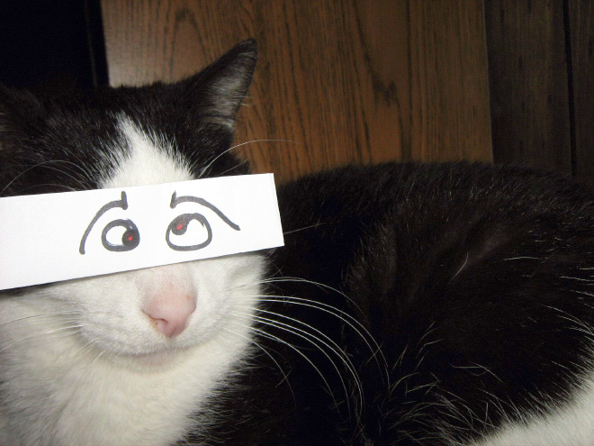 Cats With Cartoon Eyes And Mouths
