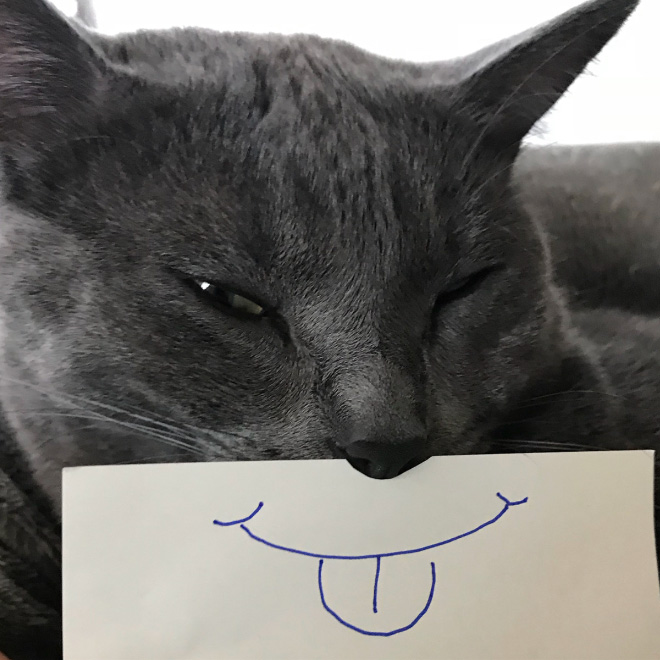 Cats With Cartoon Eyes And Mouths