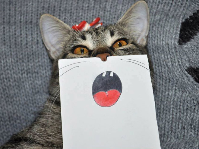 Cats With Cartoon Eyes And Mouths
