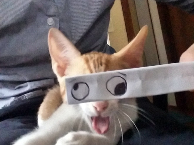 Cats With Cartoon Eyes And Mouths