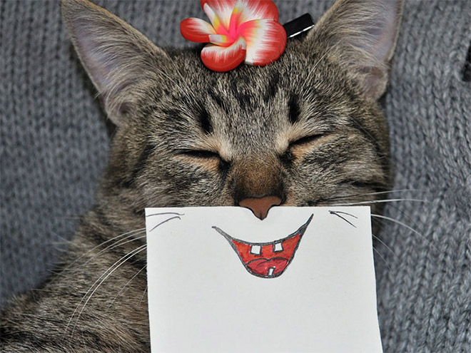 Cats With Cartoon Eyes And Mouths