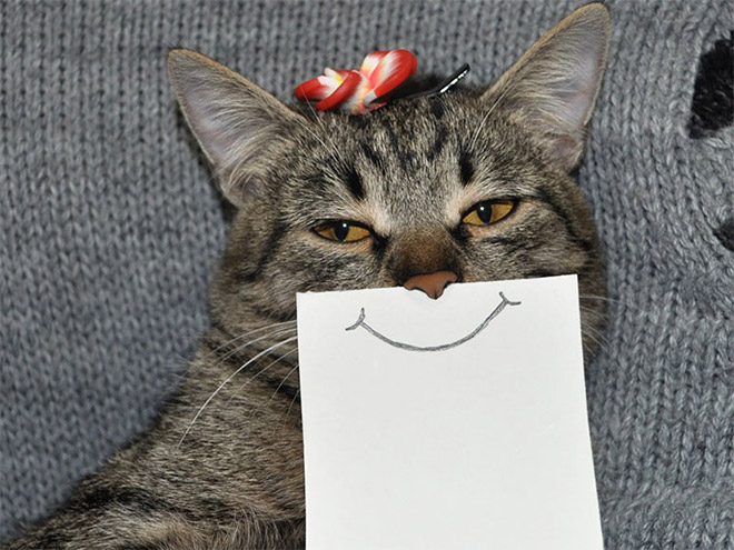 Cats With Cartoon Eyes And Mouths