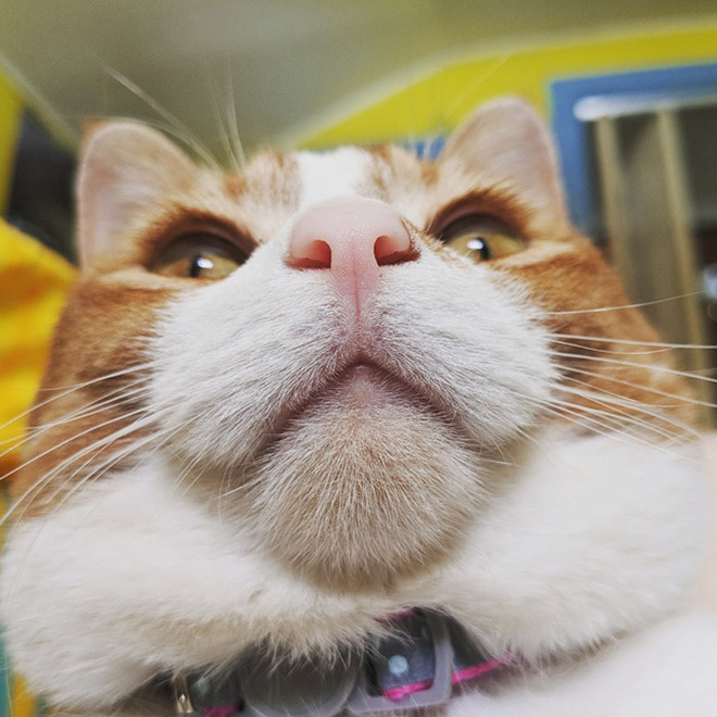 Cats With Double Chins
