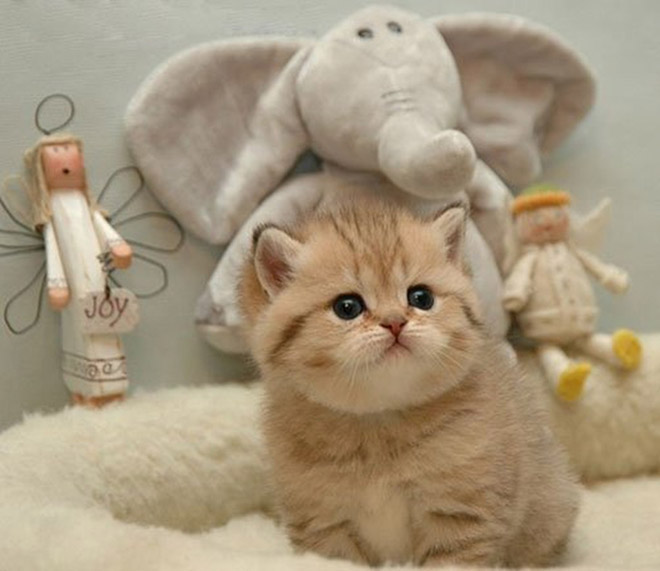 Cats With Double Chins