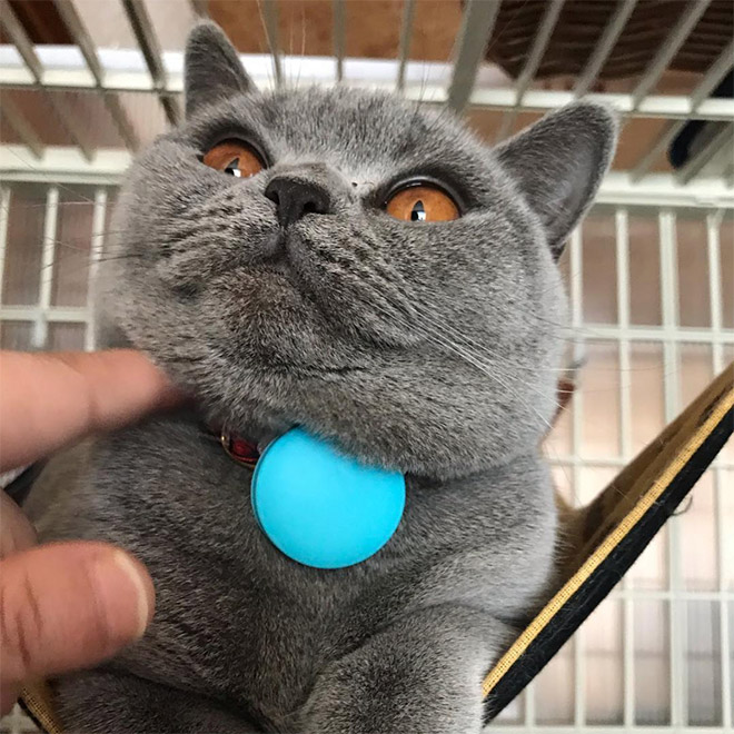 Cats With Double Chins