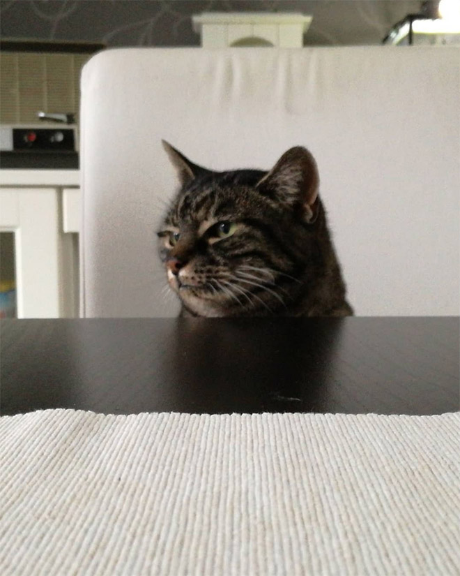 Cats With Double Chins