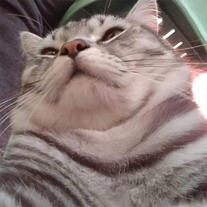 Cats With Double Chins