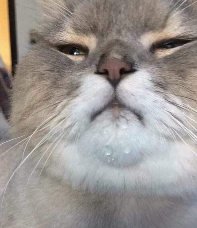 Cats With Double Chins